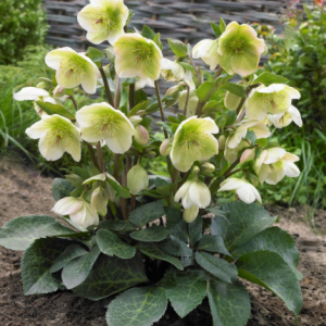 Hellebore Mollys White (Helleborus 'Frostkiss Mollys White') - 1 gallon