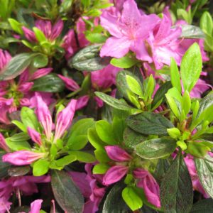 Herbert Azalea (Azalea x 'Herbert') - 1 gallon