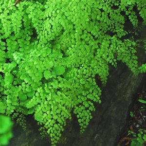 Himalayan Maidenhair Fern (Adiantum 'Himalayan Maidenhair') - 1 gallon