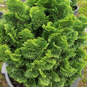 Hinoki False Cypress (Chamaecyparis obtusa 'Nana') - 3 gallon 12"