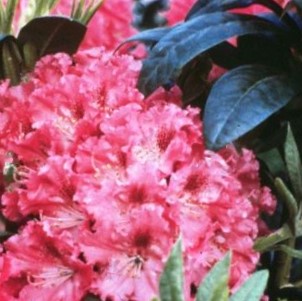 Holden’s™ Fuchsia Rhododendron (Rhododendron 'Holdens Fuchsia') - 3 gallon 15"