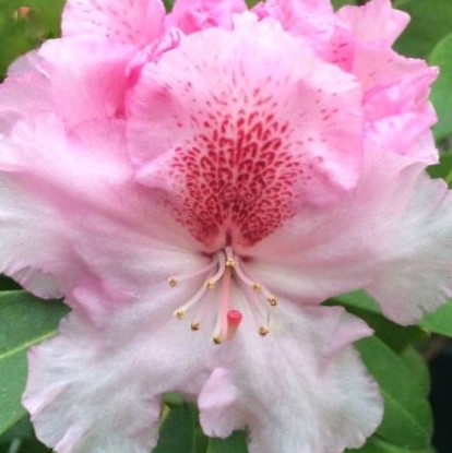 Holden’s™ Pink Flare Rhododendron (Rhododendron 'Holdens Pink Flare') - 3 gallon 15"