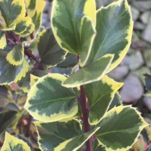 Honeymaid™ Meserve Holly (Ilex x meserveae 'Honeymaid') - 3 gallon 15"