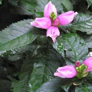 Hot Lips Turtlehead (Chelone lyonii 'Hot Lips') - 1 gallon