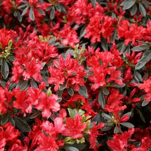 Hot Shot Azalea (Azalea x 'Girard Hot Shot') - 1 gallon