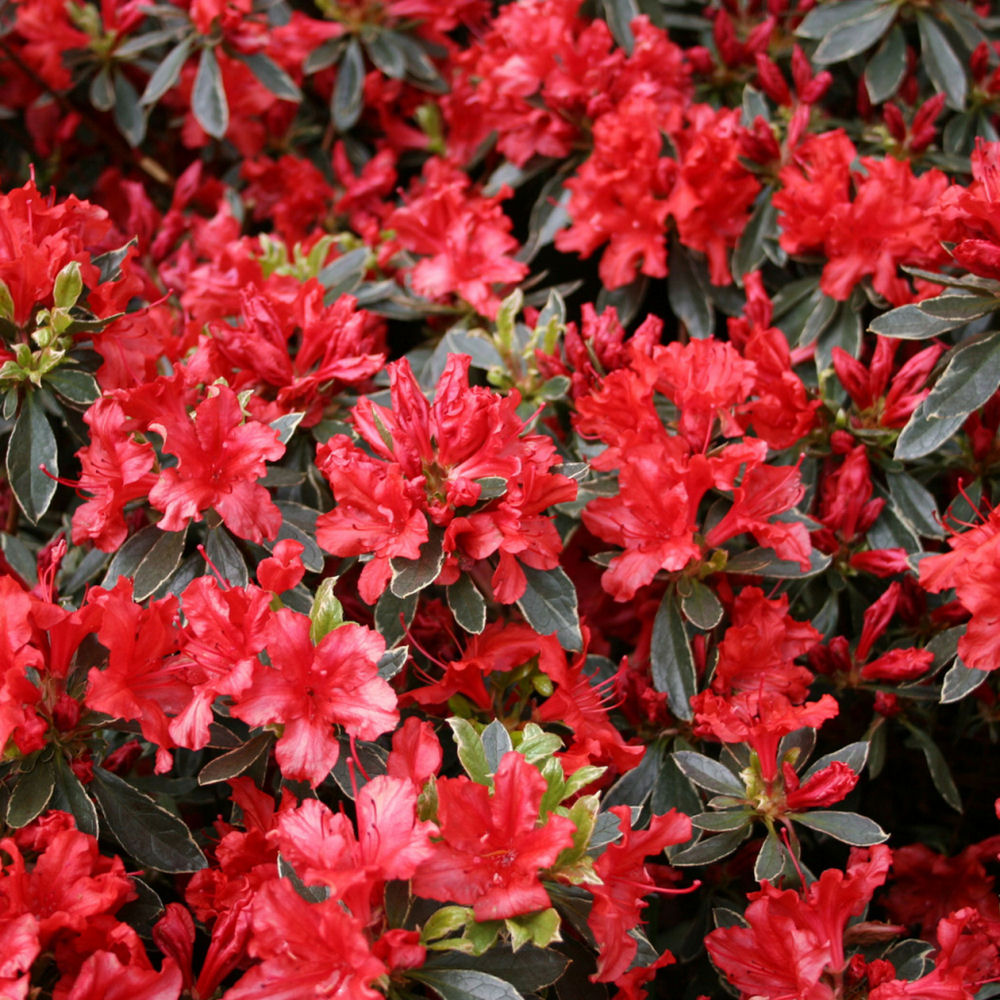 Hot Shot Azalea (Azalea x 'Girard Hot Shot') - 3 gallon 15"