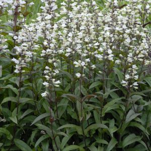 Husker Red Beardtongue (Penstemon digitalis 'Husker Red') - 1 gallon