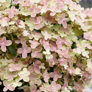 Hydrangea Early Evolution (Hydrangea 'P Early Evolution') - 3 gallon