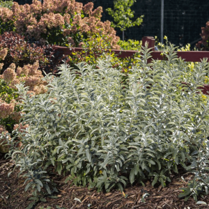 Iceberg Alley® Sageleaf Willow (Salix 'C Iceberg Alley') - 3 gallon