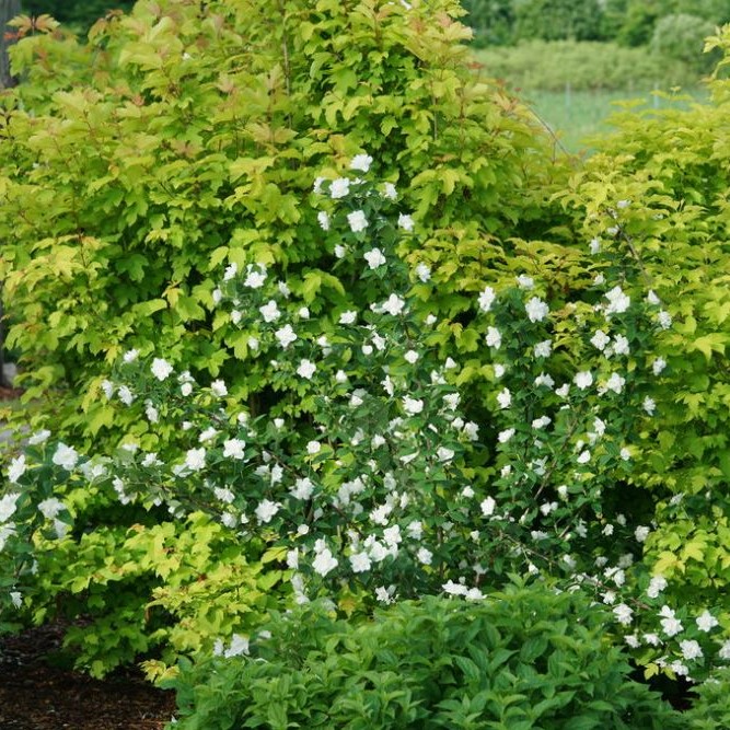 Illuminati Arch® Mockorange (Philadelphus illuminati 'Arch') - 3 gallon 18"