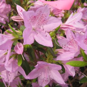 Improved Poukhatanense Azalea (Azalea x 'Poukhanense Improved') - 3 gallon 15"