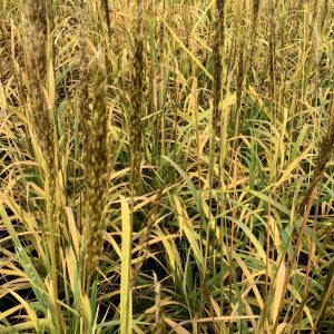 Indian Grass (Sorghastrum 'Sorg. N. Golden Sunset') - 2 gallon
