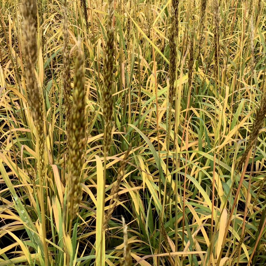 Indian Grass (Sorghastrum 'Sorg. N. Golden Sunset') - 2 gallon