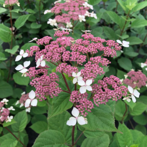 Invincibelle Lace® Smooth hydrangea (Hydrangea arborescens 'Invincibelle Lace') - 3 gallon
