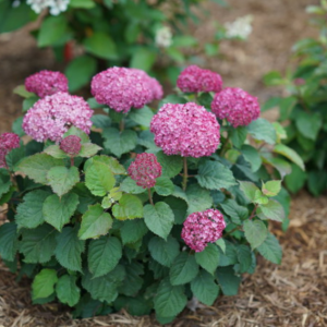 Invincibelle® Spirit II Smooth hydrangea (Hydrangea arborescens 'Invincble Spirit Ii') - 3 gallon