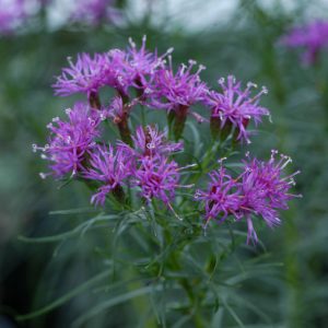 Iron Butterfly Narrow-leaf Ironweed (Vernonia lettermannii 'Iron Butterfly') - 2 gallon