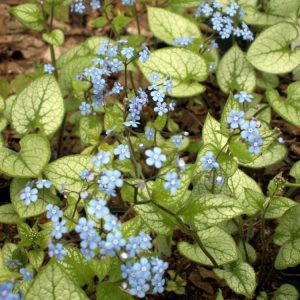 Jack Frost Siberian Bugloss (Brunnera macrophylla 'Jack Frost') - 1 gallon