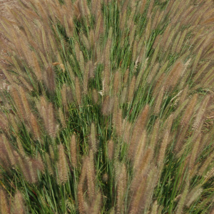 Jambalaya Fountain Grass (Pennisetum 'Pe. Al. Jambalaya') - 2 gallon