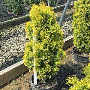 Jantar arborvitae (Thuja occidentalis 'Jantar') - 1 gallon
