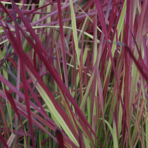 Japanese Blood Grass (Imperata koenigii 'Red Baron') - 1 gallon