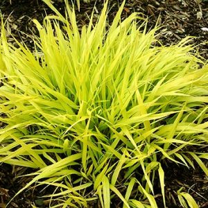 Japanese Forest Grass (Hakonechloa macra 'All Gold') - 1 gallon
