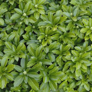 Japanese Spurge (Pachysandra terminalis) - 1 gallon