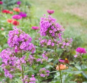 Jeana Garden Phlox (Phlox paniculata 'Jeana') - 1 gallon