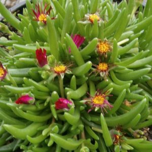 Jewel of Desert® Garnet Ice Plant (Delosperma delosperma 'Jewel of Desert Garnet') - 1 gallon