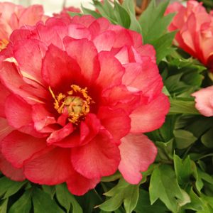 Julia Rose Itoh Peony (Paeonia x 'Julia Rose') - 2 gallon