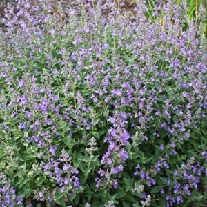 Junior Walker™ Catmint (Nepeta faassenii 'Novanepjun') - 1 gallon