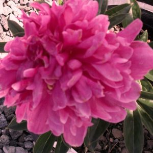 Kansas Red Peony (Paeonia japonica 'Kansas Red') - 2 gallon