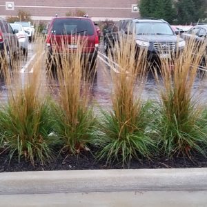 Karl Foerster Feather Reed Grass (Calamagrostis x acutiflora 'Karl Foerster') - 1 gallon