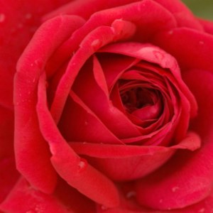 Kashmir Rose (Rosa E.E 'Kashmir') - 2 gallon