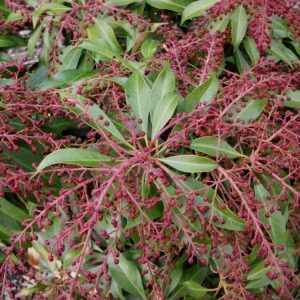 Katsura Japanese Andromeda (Pieris japonica 'Katsura') - 3 gallon 12"