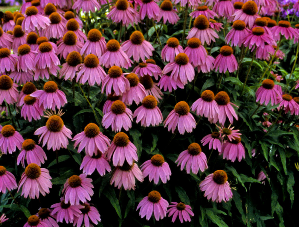 Kim's Knee High™ Coneflower (Echinacea purpurea 'Kims Knee High') - half gallon