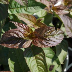 Kodiak® Black Diervilla (Diervilla sessilifolia 'Kodiak Black') - 1 gallon