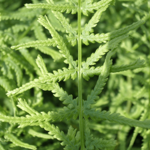 Lady Fern Dre's Dagger (Athyrium filix-femina 'Dre's Dagger') - 1 gallon