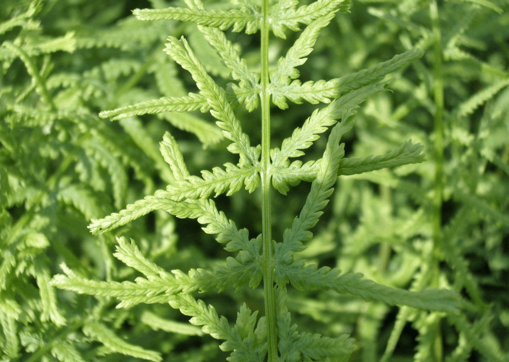 Lady Fern Dre's Dagger (Athyrium filix-femina 'Dre's Dagger') - 1 gallon