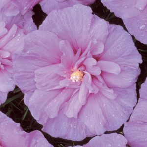 Lavender Chiffon® Rose of Sharon (Hibiscus syriacus 'Notwoodone') - 3 gallon 30"