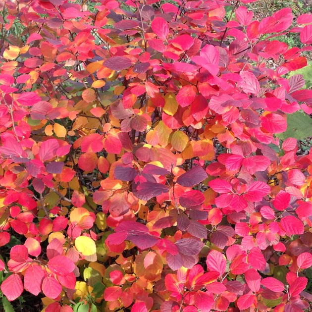 Legend Of The Fall® Bottlebrush (Fothergilla x intermedia 'Legend Of The Fall') - 2 gallon