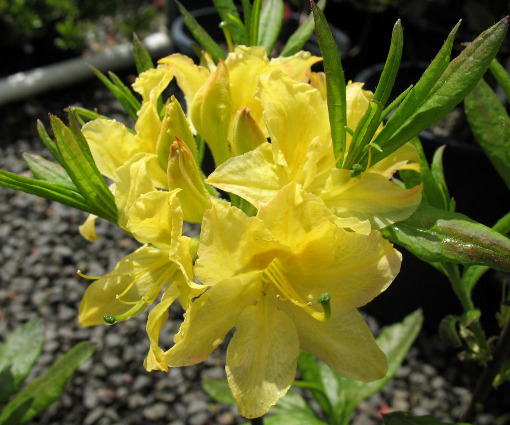 Lemon Light Azalea (Azalea 'Exbury Lemon Lights') - 3 gallon 15"