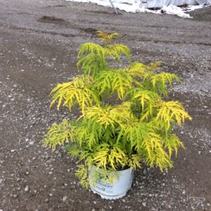 Lemony Lace® Elderberry (Sambucus lemony 'Lace') - 3 gallon 15"
