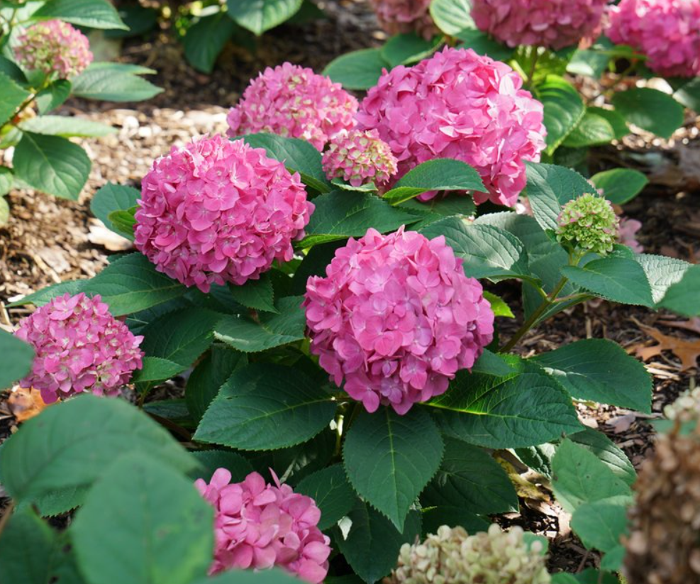 Let's Dance ¡Arriba!® Reblooming Hydrangea (Hydrangea macrophylla 'Lets Dance Arriba') - 3 gallon