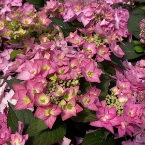 Let's Dance Can Do!® Reblooming hydrangea (Hydrangea macrophylla 'Lets Dance Can Do') - 3 gallon
