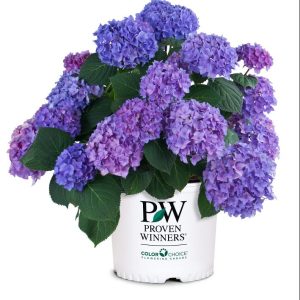 Let's Dance® Rhythmic Blue® Reblooming Hydrangea (Hydrangea macrophylla 'Lets Dance Rhythmic Blue') - 2 gallon