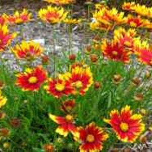 Li'l Bang™ Daybreak Coreopsis (Coreopsis x 'Lil Bang Daybreak') - 1 gallon