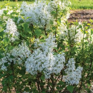 Lilac New Age White (Syringa 'New Age White') - 3 gallon