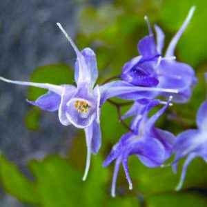 Lilafee Barrenwort (Epimedium grandiflorum 'Lilafee') - 1 gallon