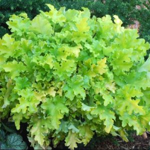 Lime Marmalade Coral Bells (Heuchera lime 'Marmalade') - 1 gallon