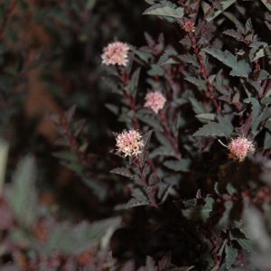 Little Devil™ Ninebark (Physocarpus opulifolius 'Donna May') - 3 gallon 15"